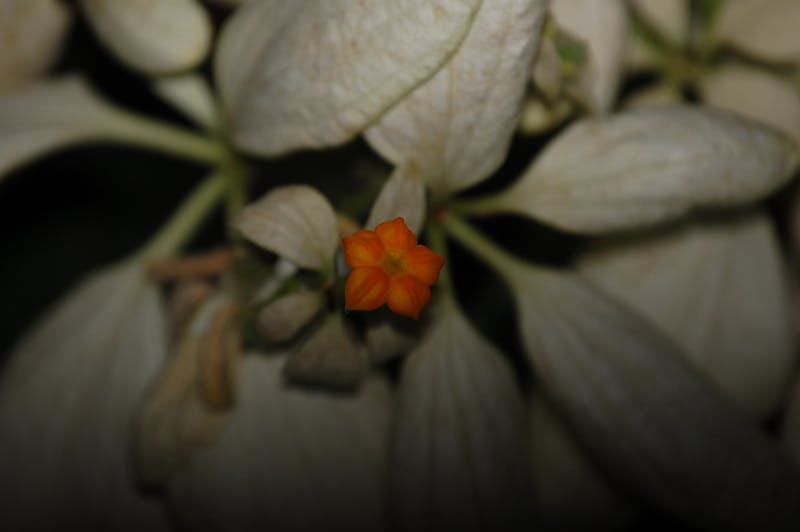 Driveway pressure washing in Pearland TX